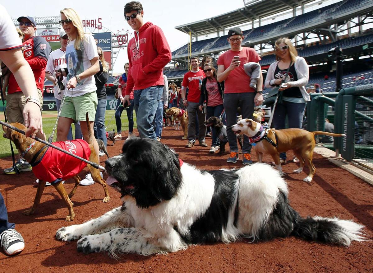 washington-nationals-pups-in-the-park-dogs.jpg