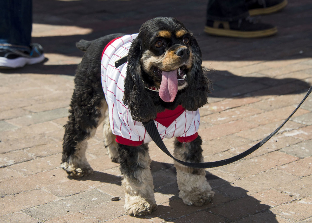 philadelphia-phillies-pup-rally-dog(2).jpg