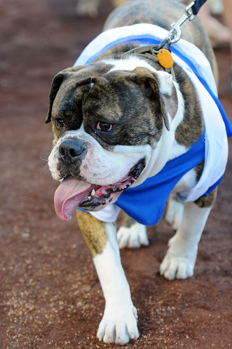los-angeles-dodgers-ballpark-dog-0071408231331_Mets_at_Dodgers_0.jpg