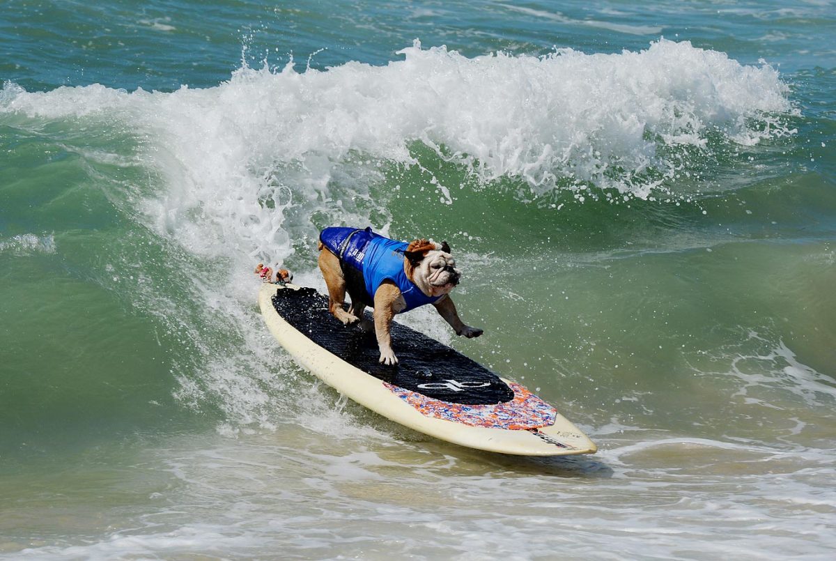surfing-dog_0.jpg