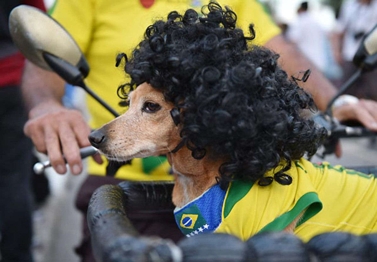 140616162447-brazil-dog-single-image-cut.jpg