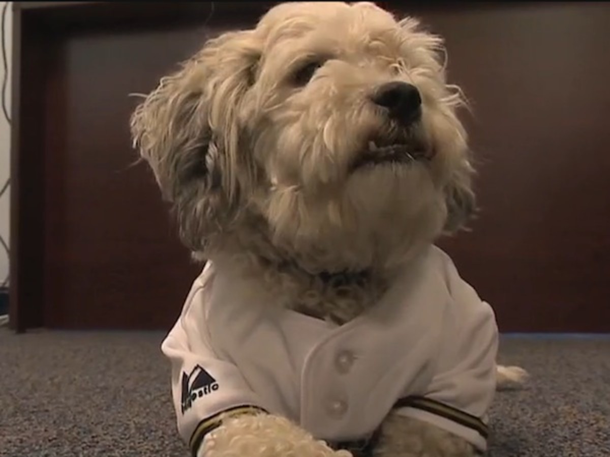 Hank the Dog Officially Makes Brewers Roster Sports Illustrated