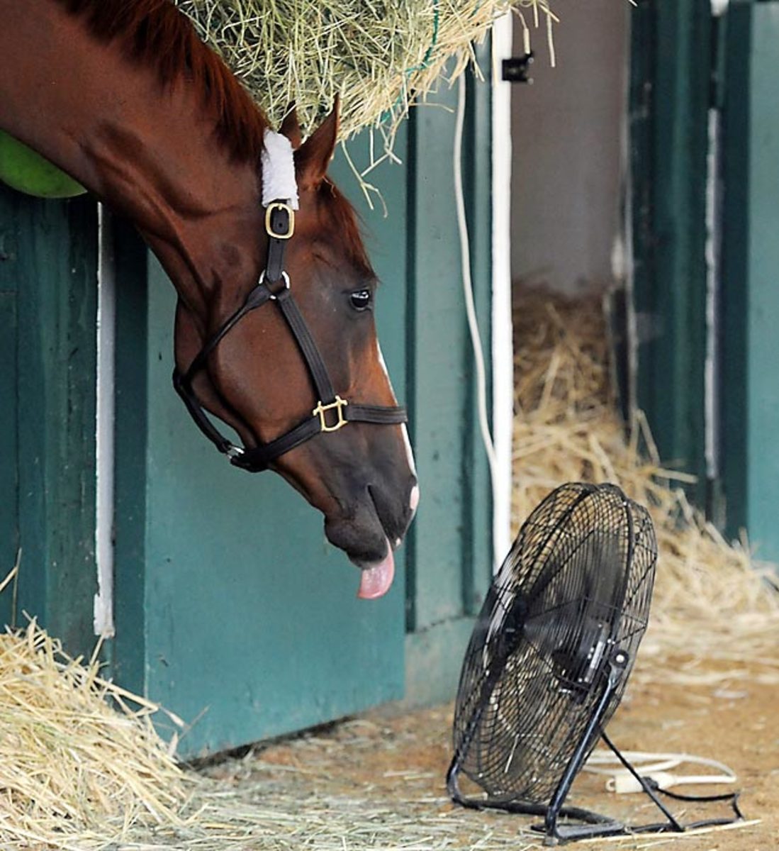 140516125003-california-chrome-single-image-cut.jpg