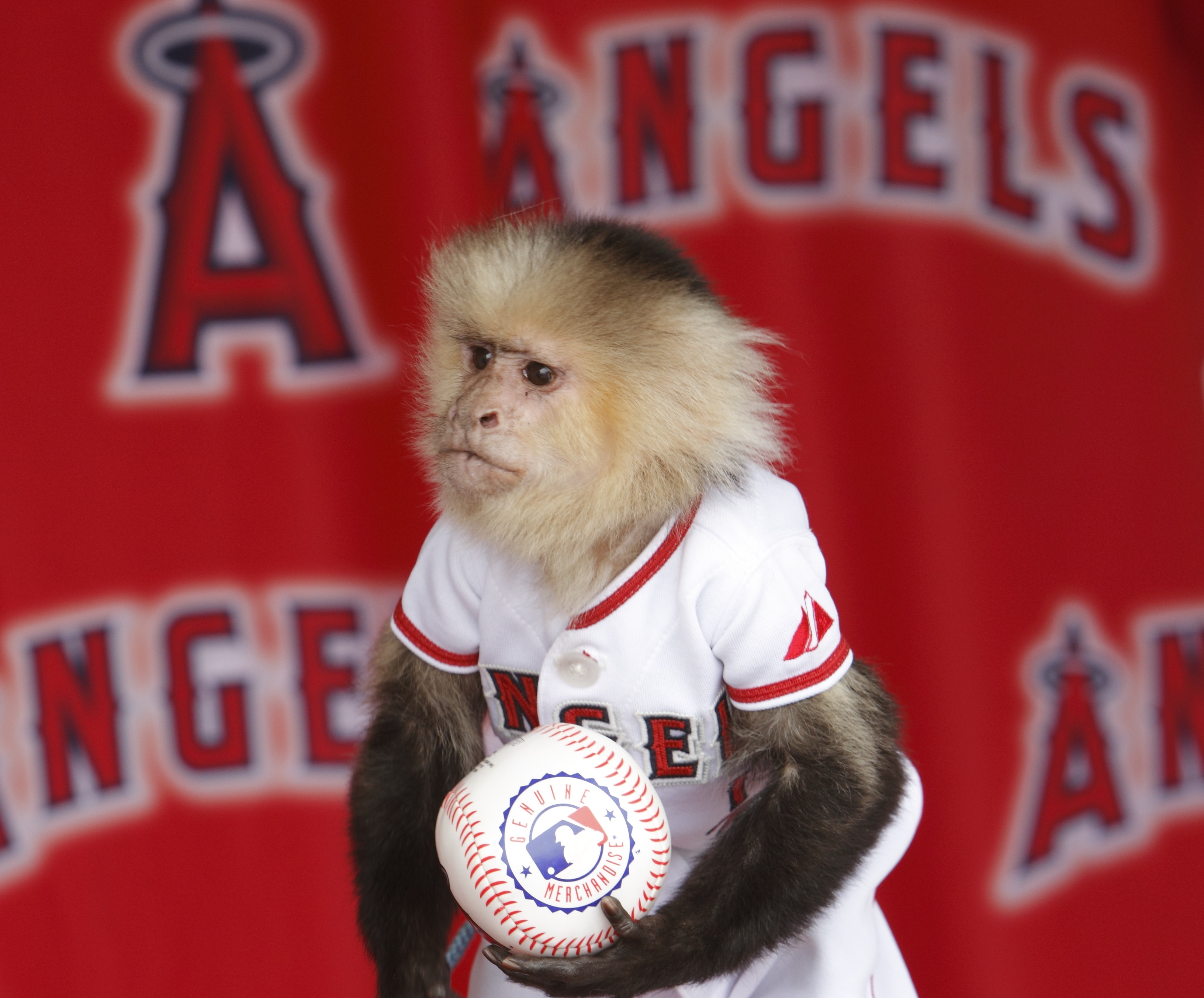 MLB's best unofficial mascots Sports Illustrated