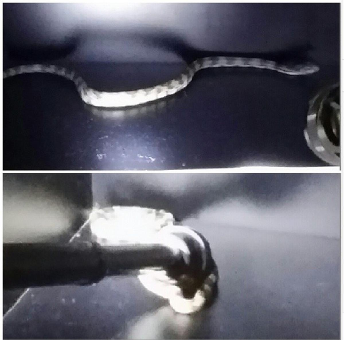 The Blazers found this snake in their locker room before Game 2 of their series vs. the Spurs. (Mo Williams/Instagram)