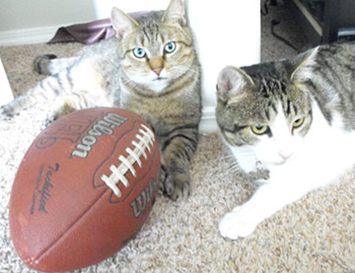 Mister Fizzles (left) and Othercat at home in Boise, Idaho. (Andy Benoit/The MMQB)