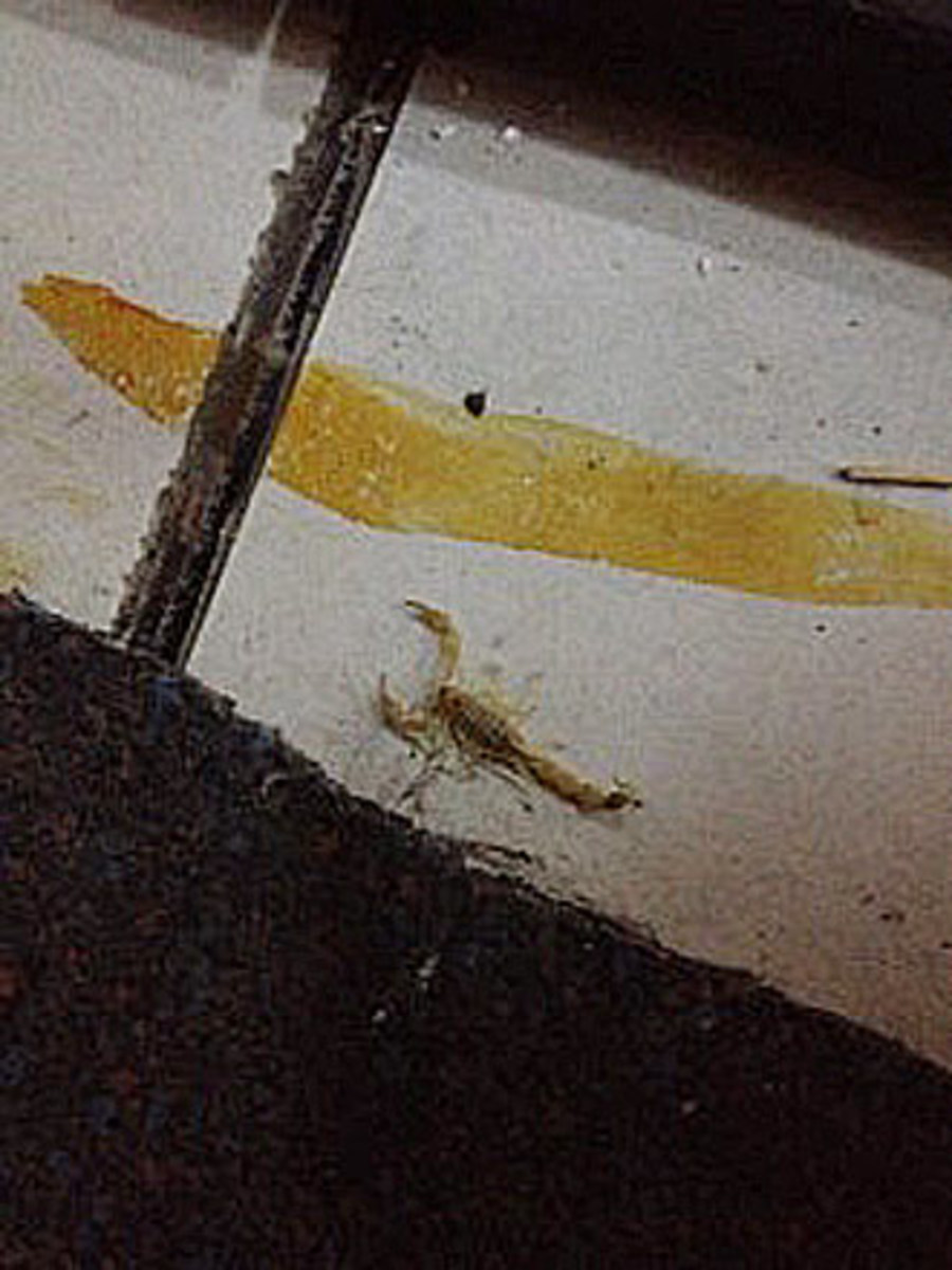 A scorpion in the Beibarys Atyrau dressing room.
