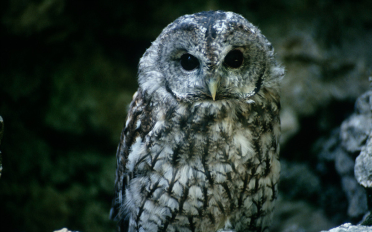 (DEA/G. Carfagna/Getty Images)