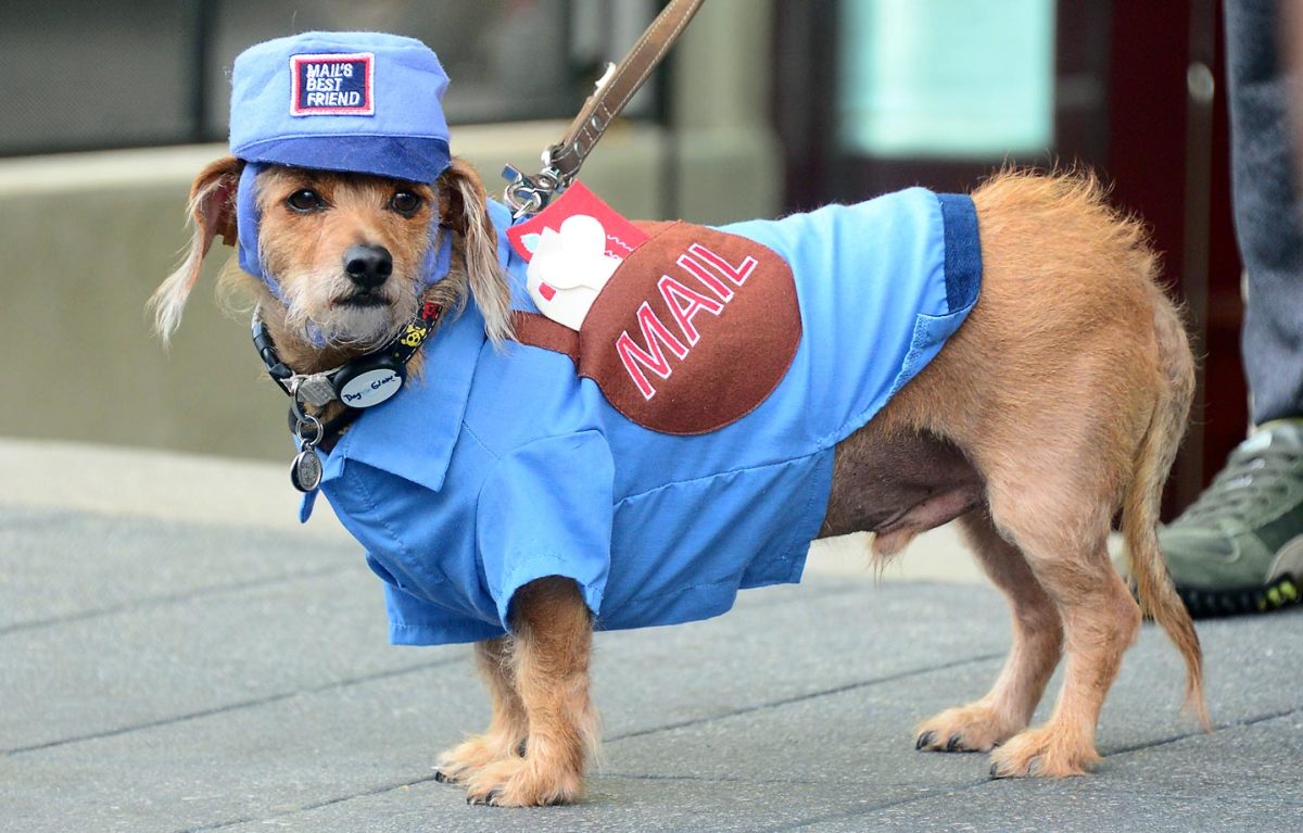 sons of anarchy dog jacket