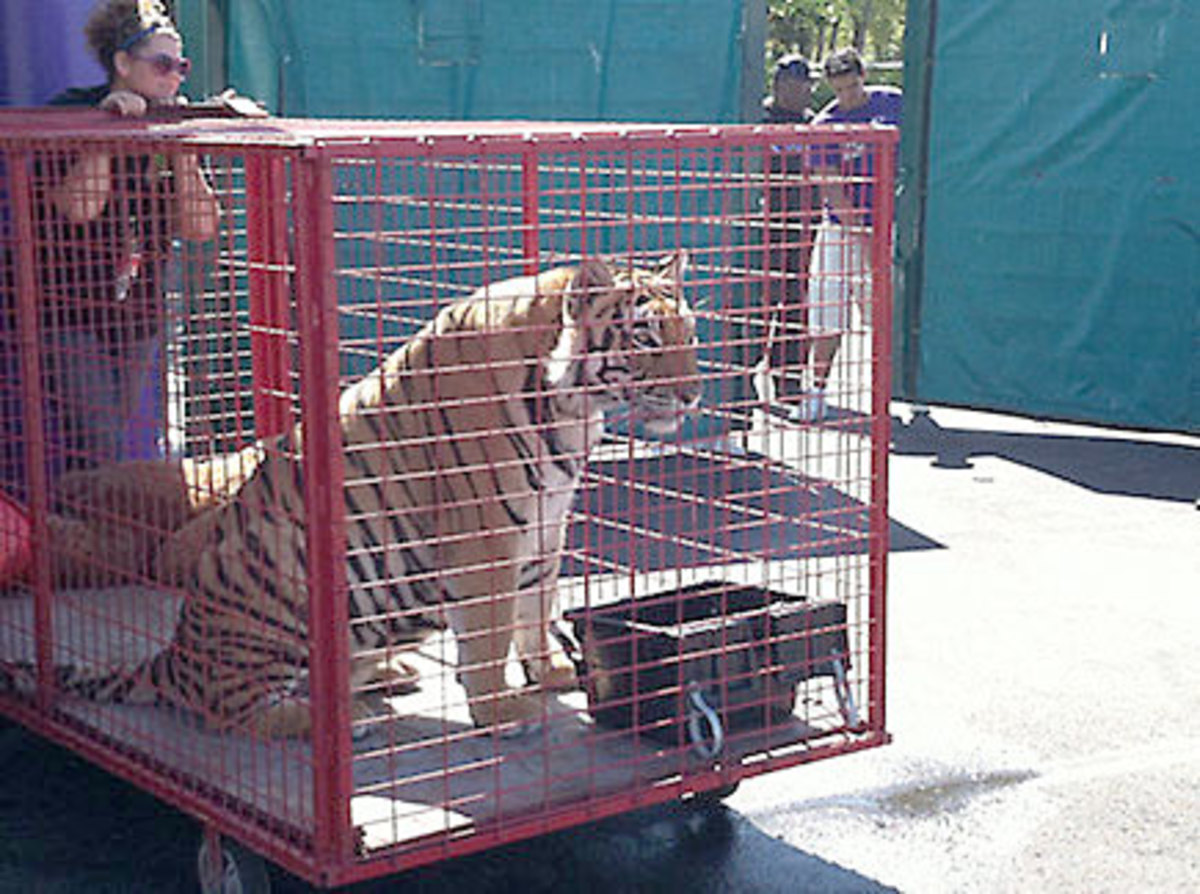 lsu-real-tiger-washington.jpg