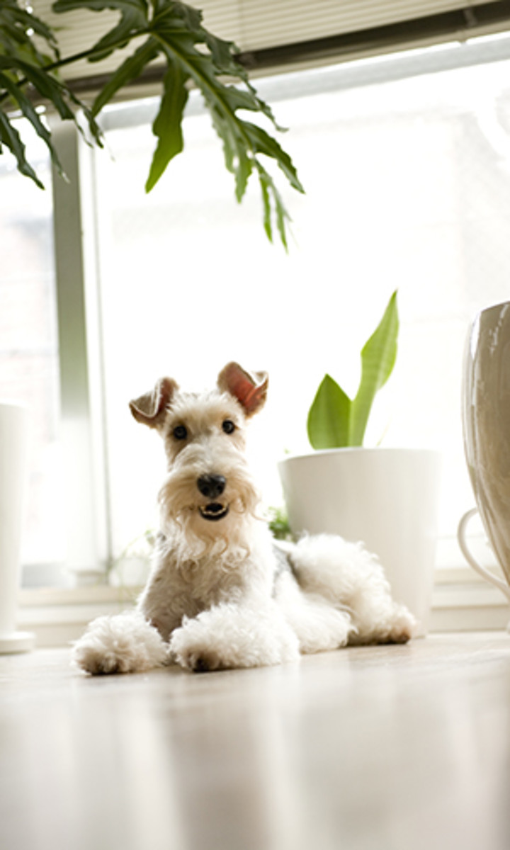 Image placeholder title