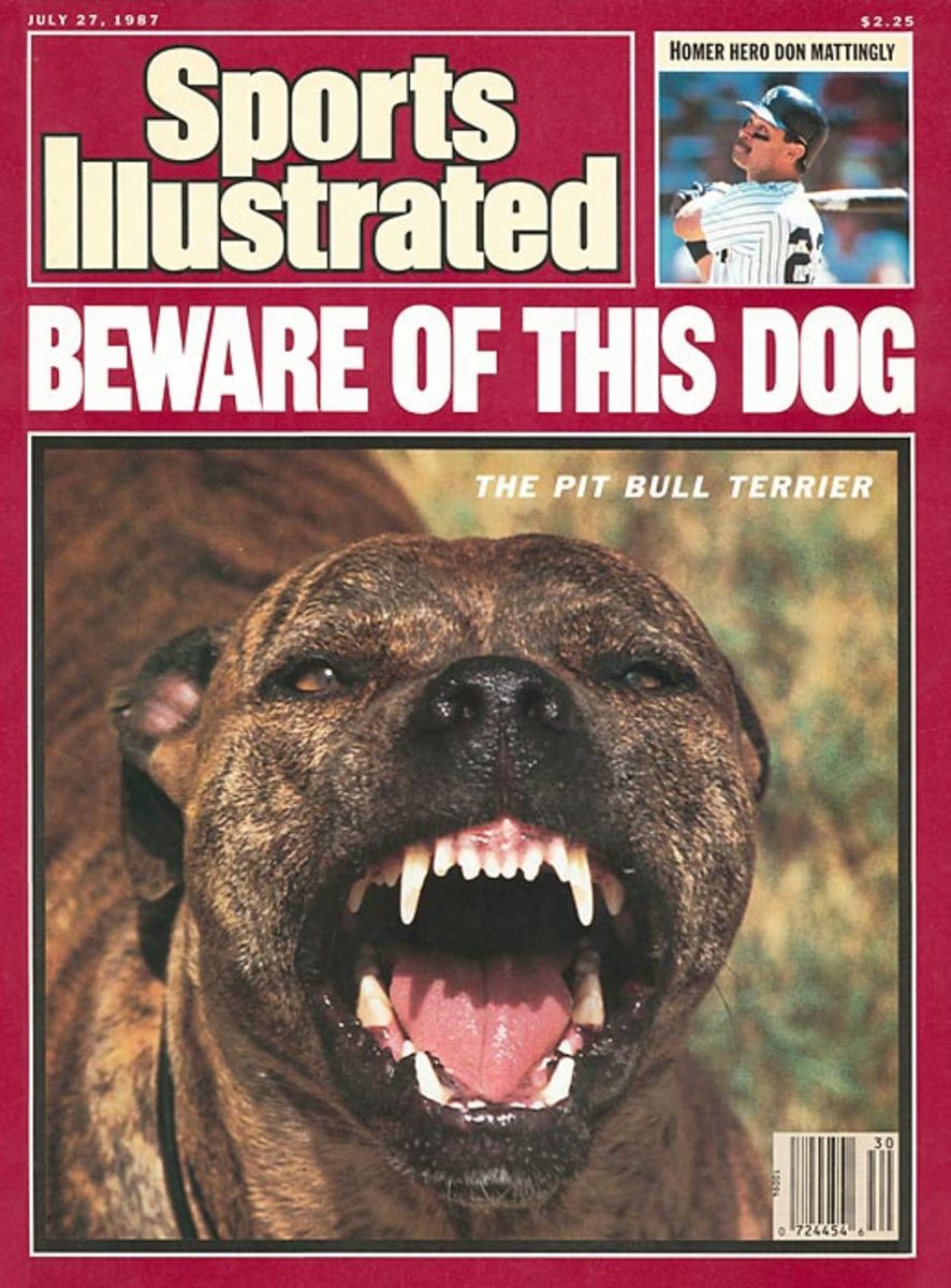 The Pit Bull Terrier