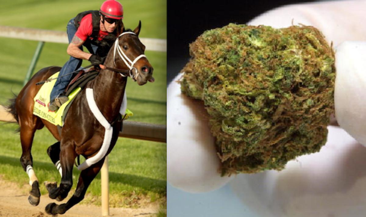 QUIZ Is This the Name of a Kentucky Derby Horse, or a Strain of