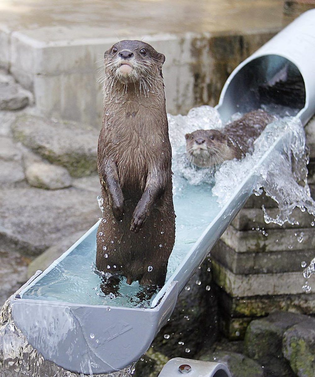 waterslide-otter.jpg