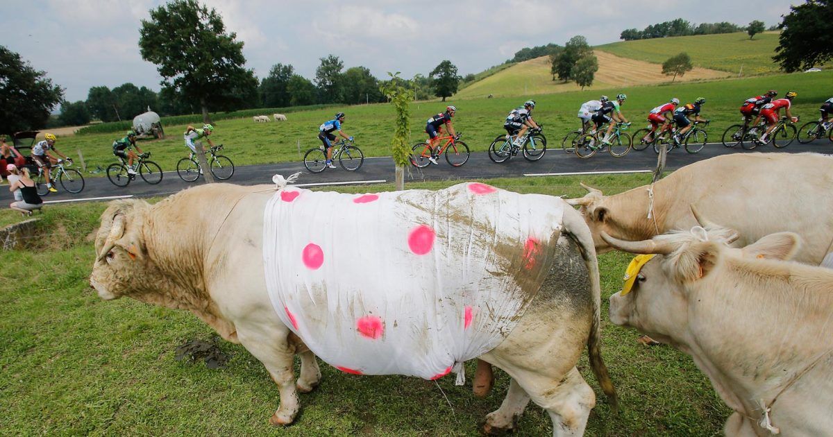 tour-de-france-cow.jpg