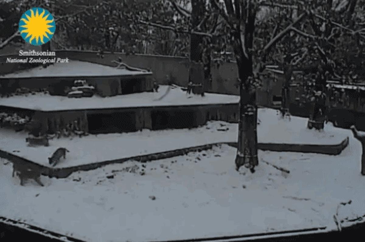 baby panda lion snow smithsonian