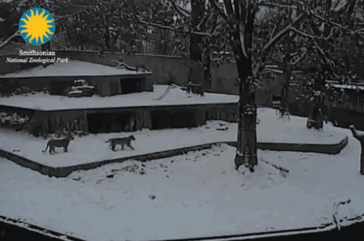 baby panda lion snow smithsonian zoo video