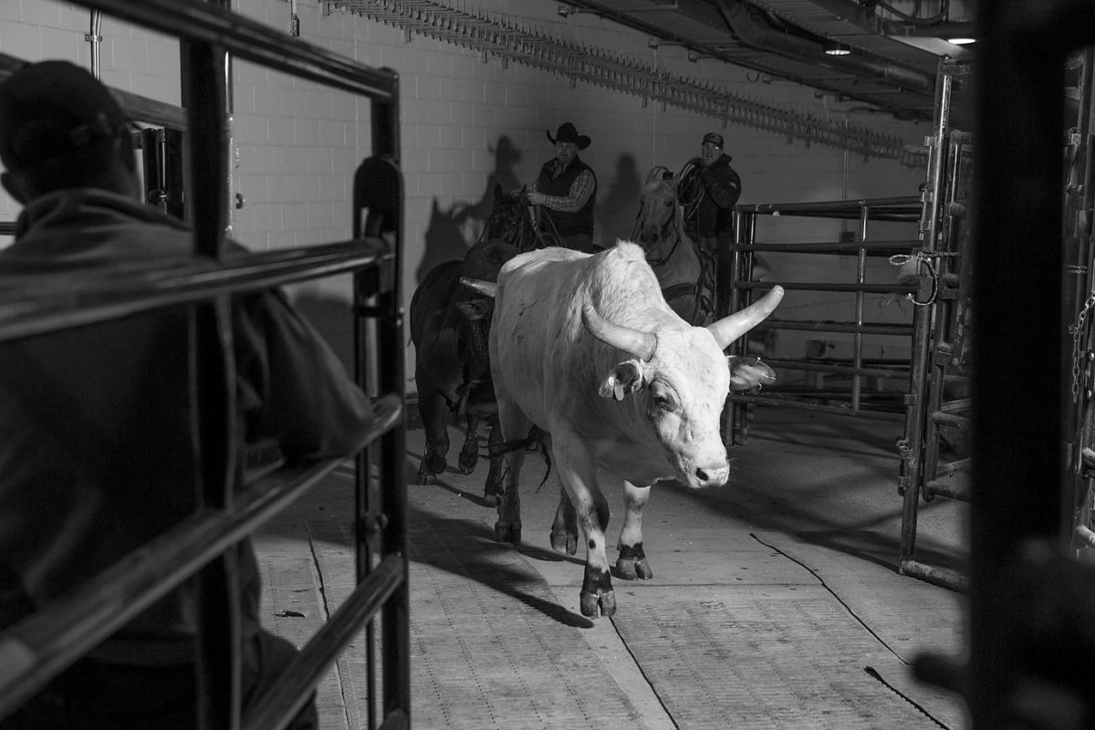 bull-riding_1106.jpg