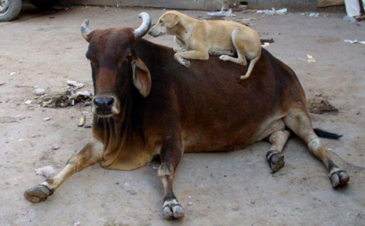 unlikely-animal-friends-18-photos-18.jpg