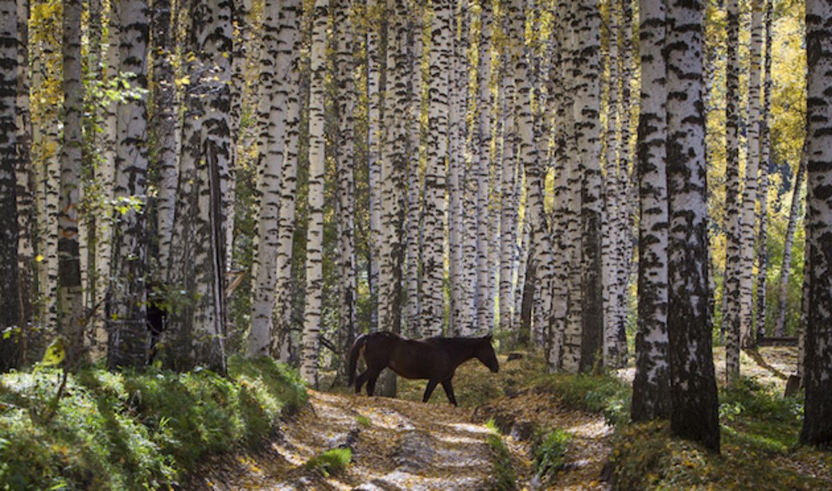 fall_horse.jpg