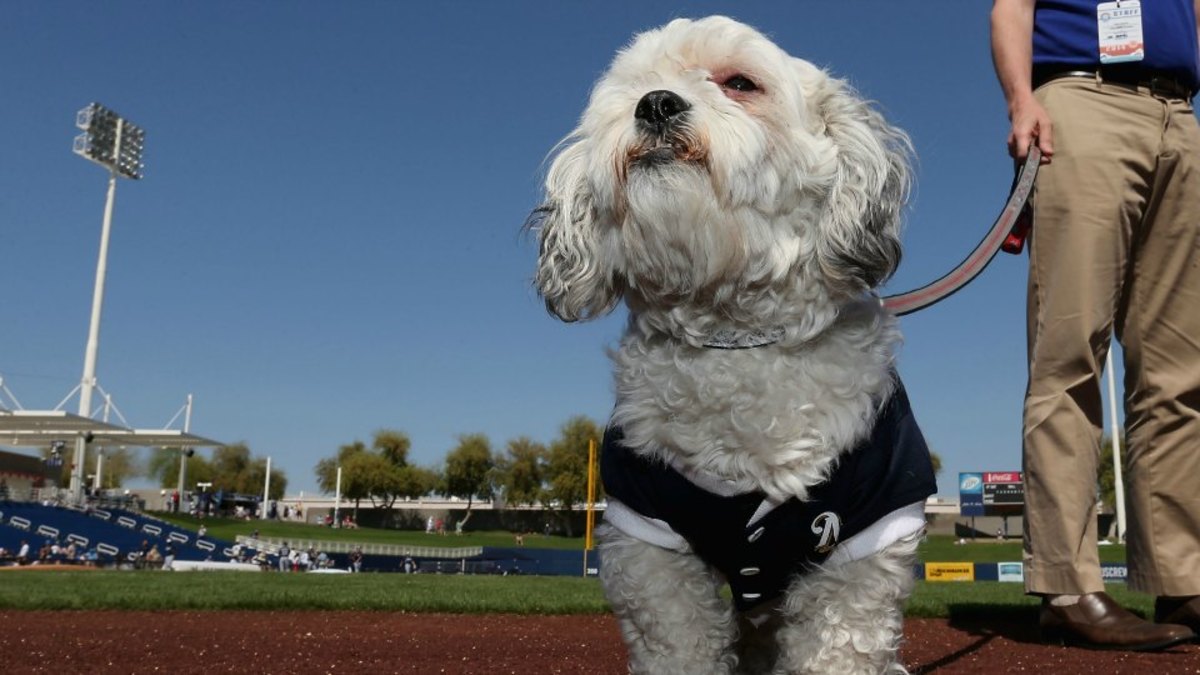 Milwaukee Brewers' Hank the Dog wins 'Dog of the Year' Sports Illustrated