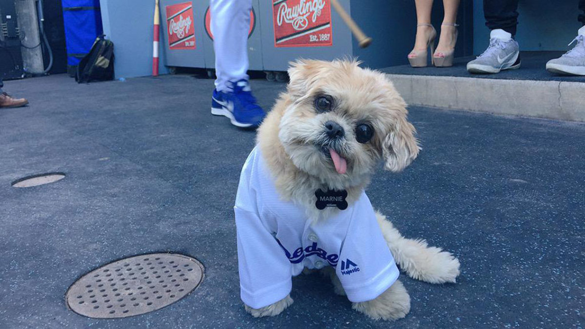 Dodgers' Yasiel Puig meets Marnie the Dog at game Sports Illustrated