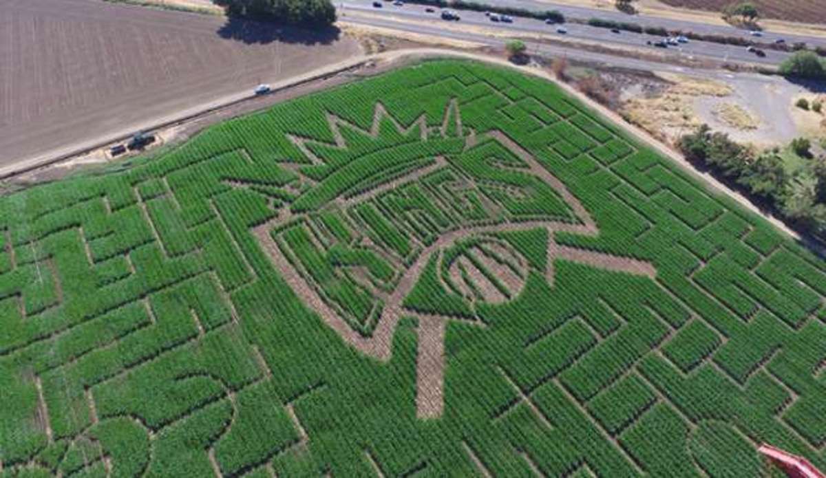 sacramento-kings-corn-maze.jpg