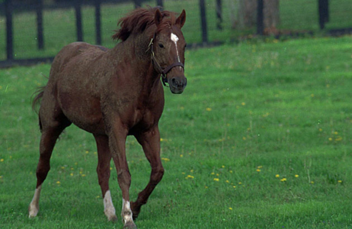 Secretariat, photographed in the spring of 1989, would be dead by that fall. 