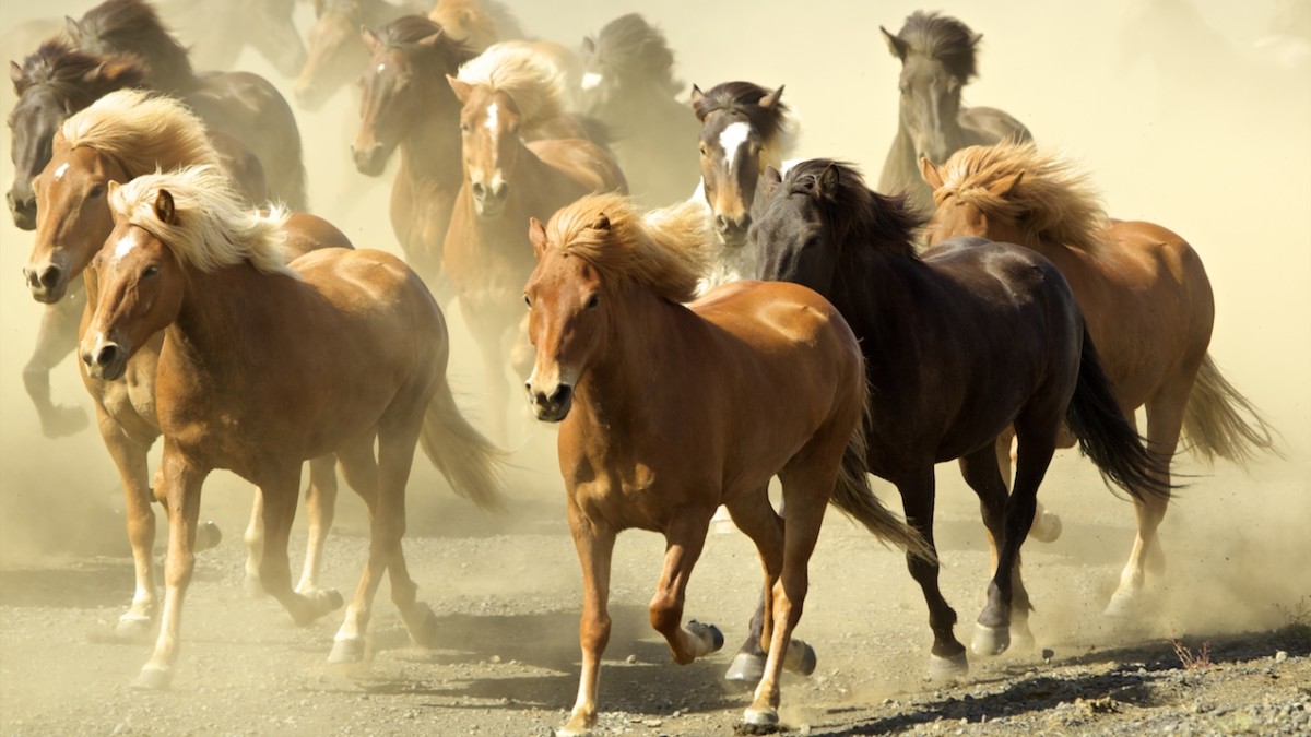 DearAndy The classic questionfight ducks or horses? Sports