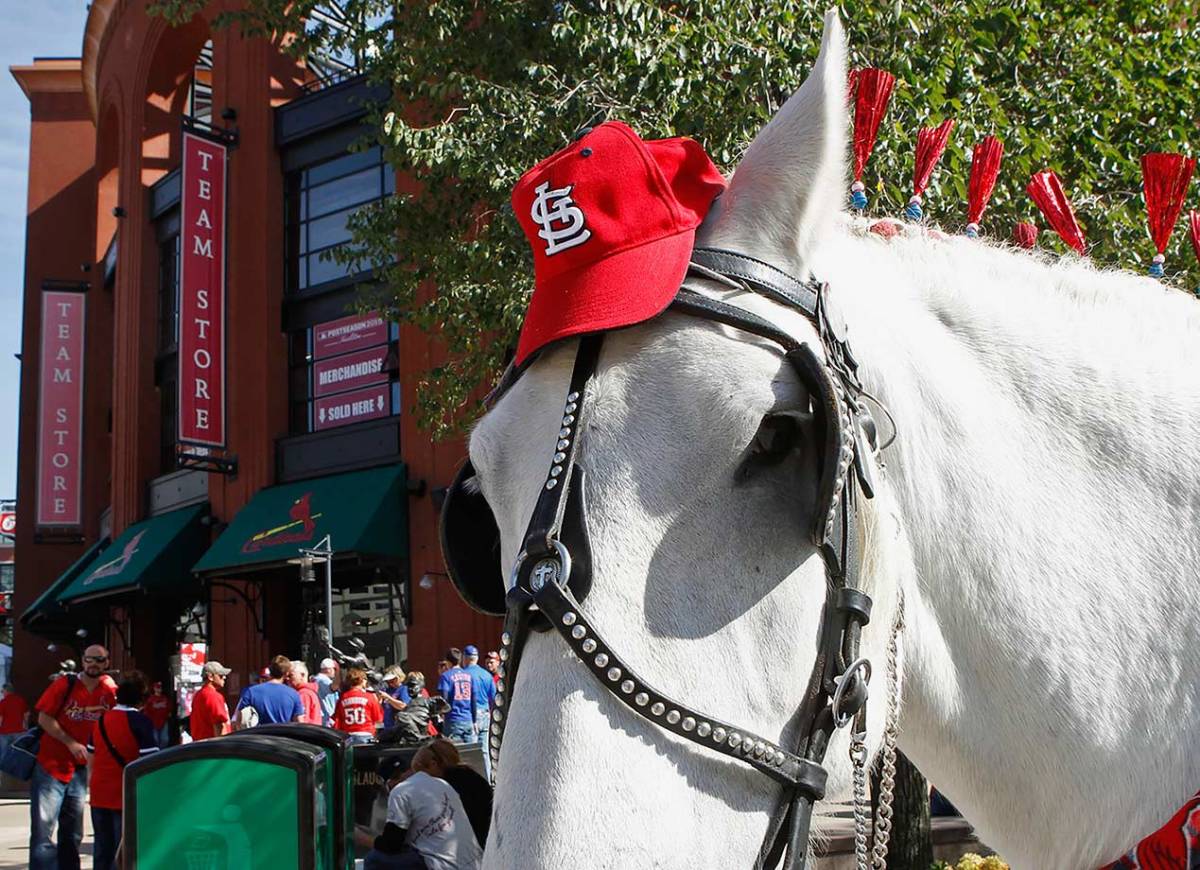 St-Louis-Cardinals-horse-fan--492176326_master.jpg