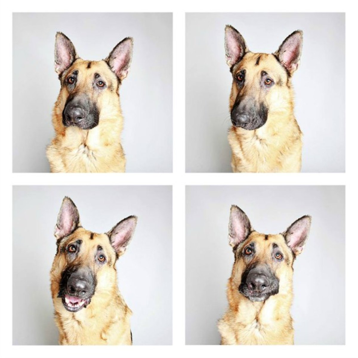 utah-dog-photo-german-shepard.jpg