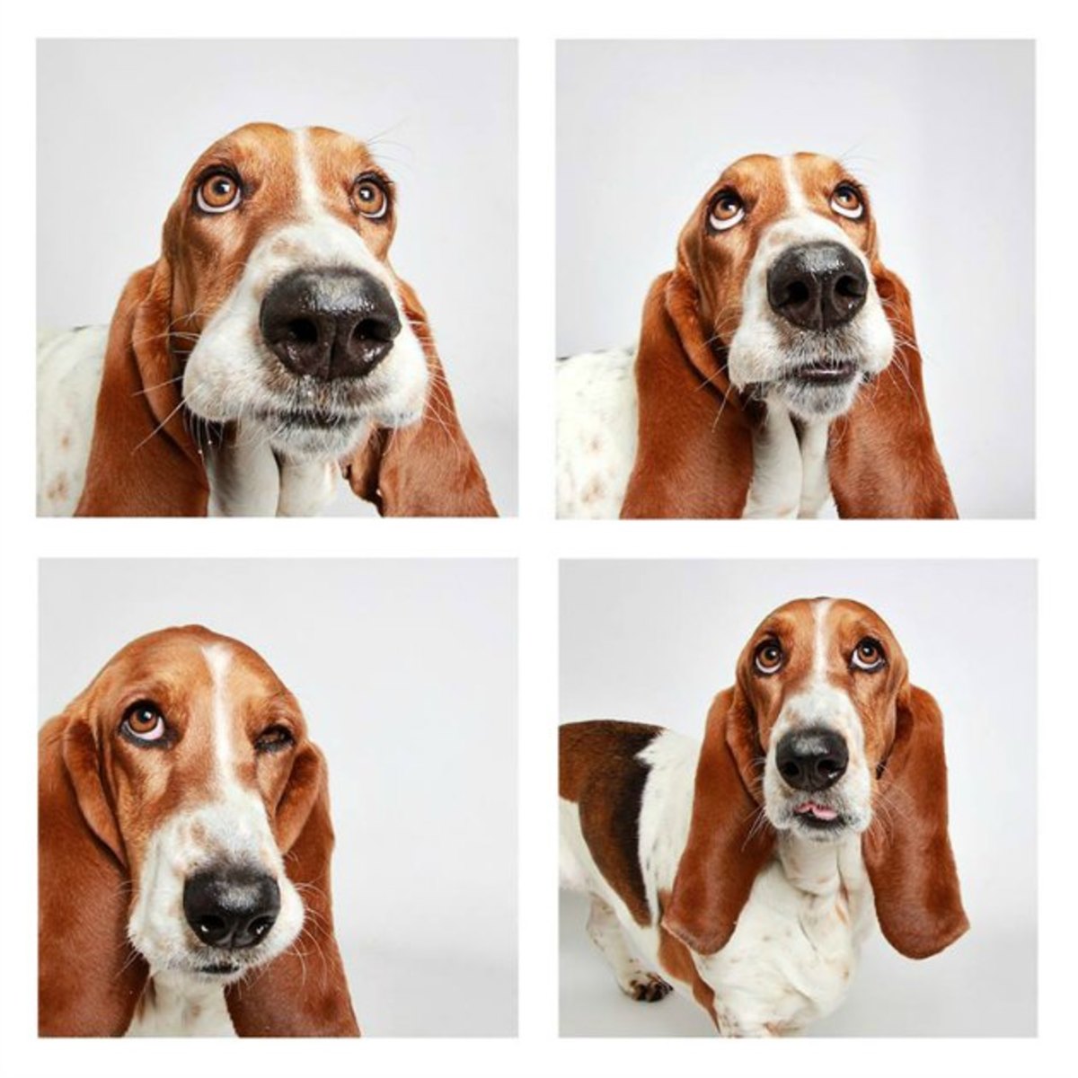 Utah-dogs-Basset-hound.jpg