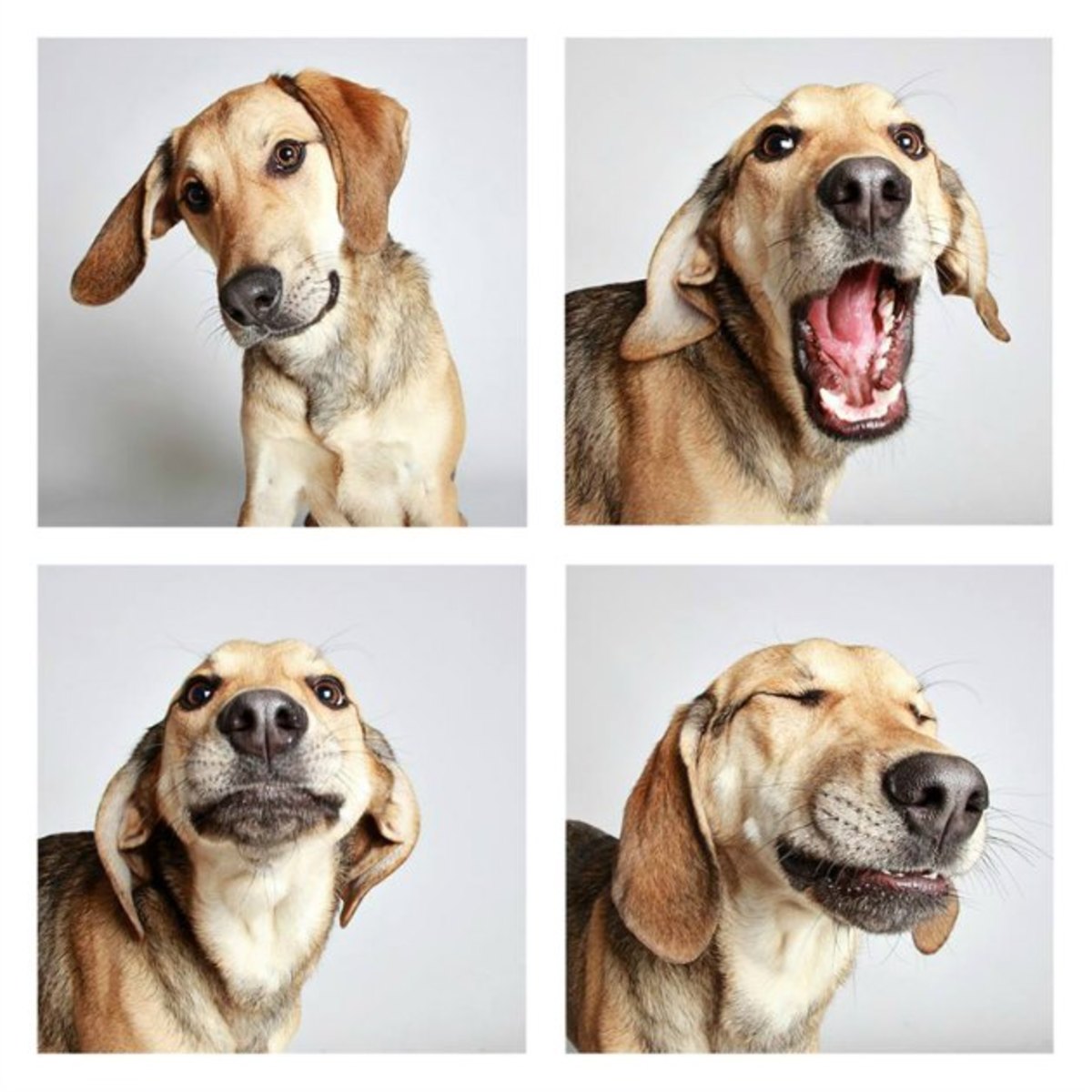 utah-dog-photo-hound.jpg