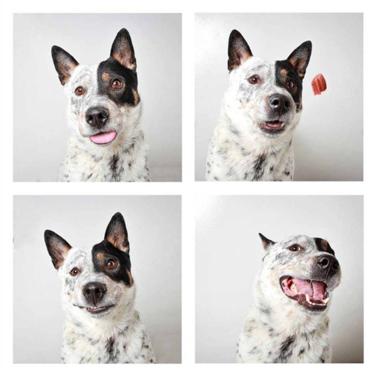 utah-dog-photo-cattle-dog.jpg