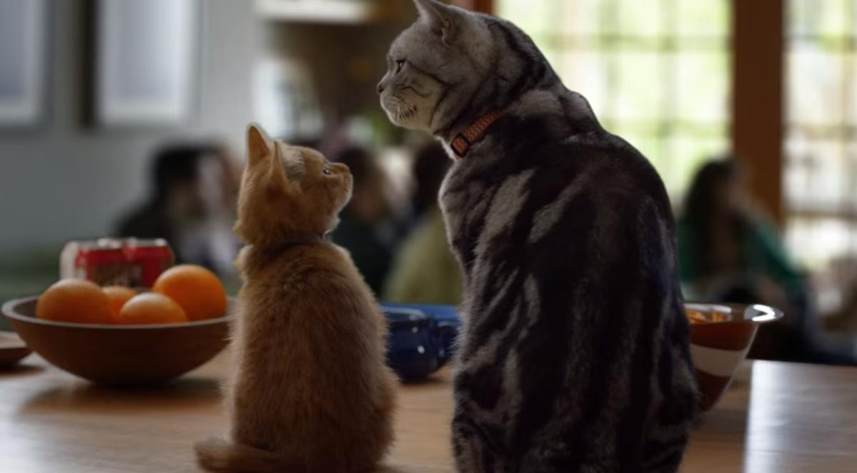 Friskies Super Bowl commercial Watch Buzzfeed ad with cat Sports