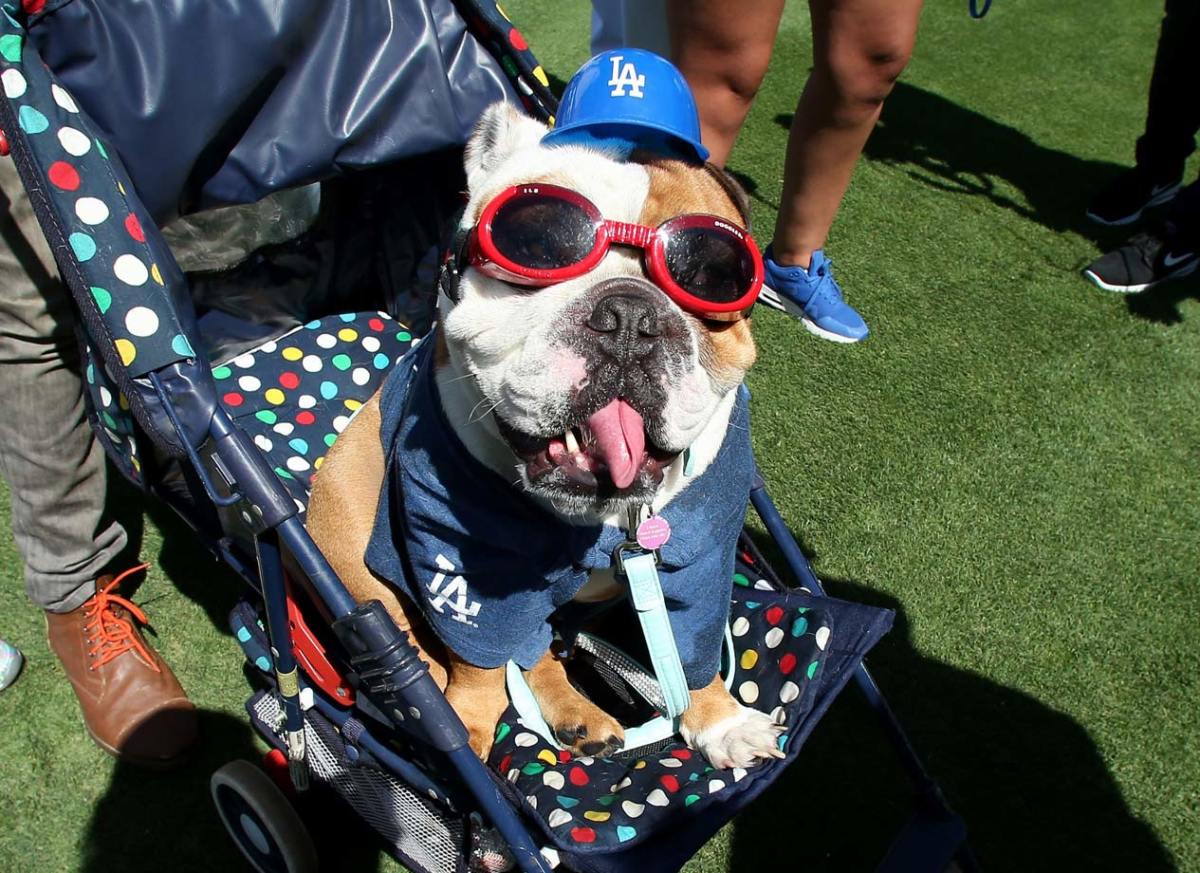 Los-Angeles-Dodgers-dog-477927818.jpg