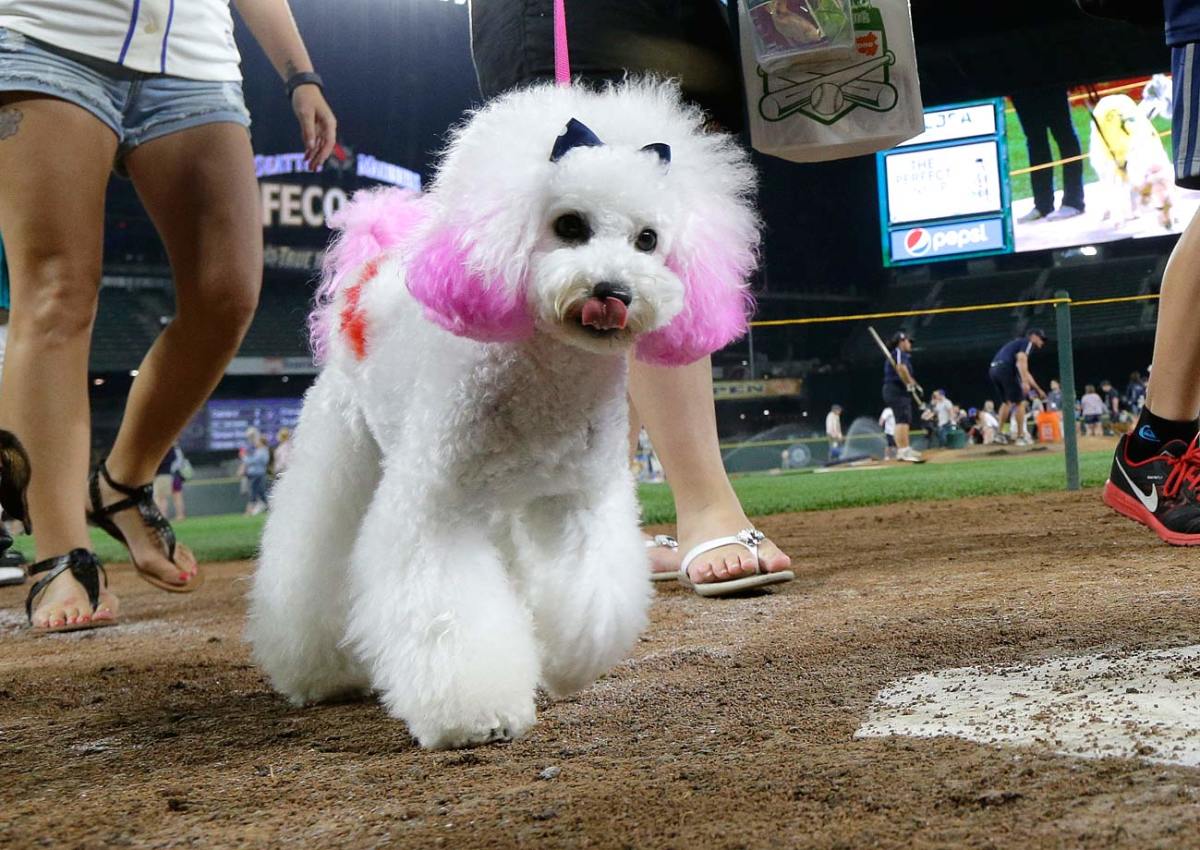 Seattle-Mariners-dog-6ae7c786373d49998e56256eaeabcdc1-0.jpg