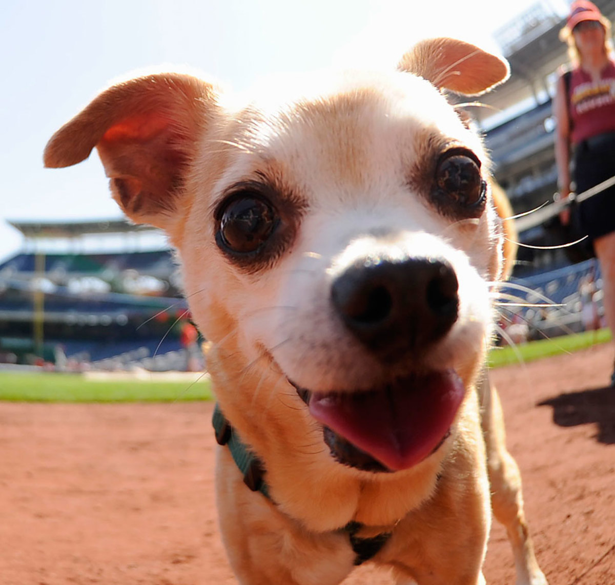 Washington-Nationals-dog-470207158.jpg