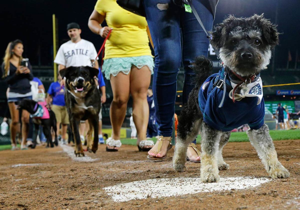 Seattle-Mariners-dogs-a1d47943294a4e5f931aa524952b8f4e-0.jpg