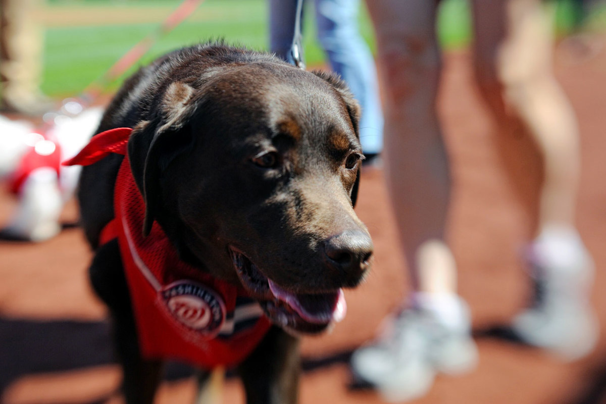 Washington-Nationals-dog-749150418009_Phillies_at_Nationals.jpg