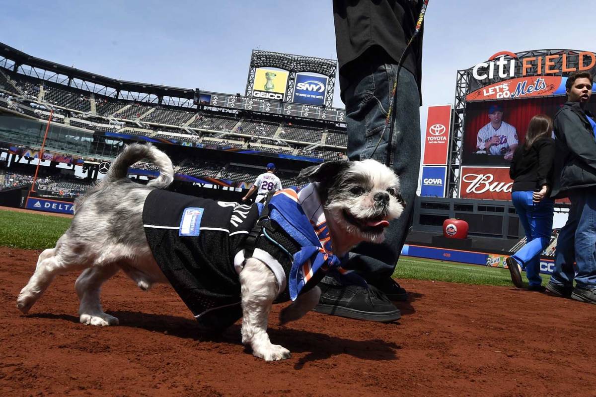 New-York-Mets-dog-day.jpg