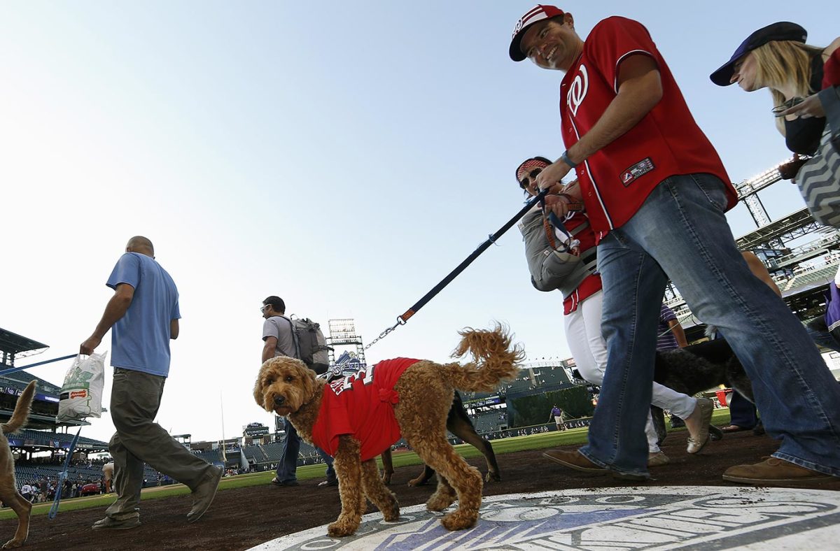Washington-Nationals-dog-43e591337caf4211aaed77c0df9e45d2-0.jpg