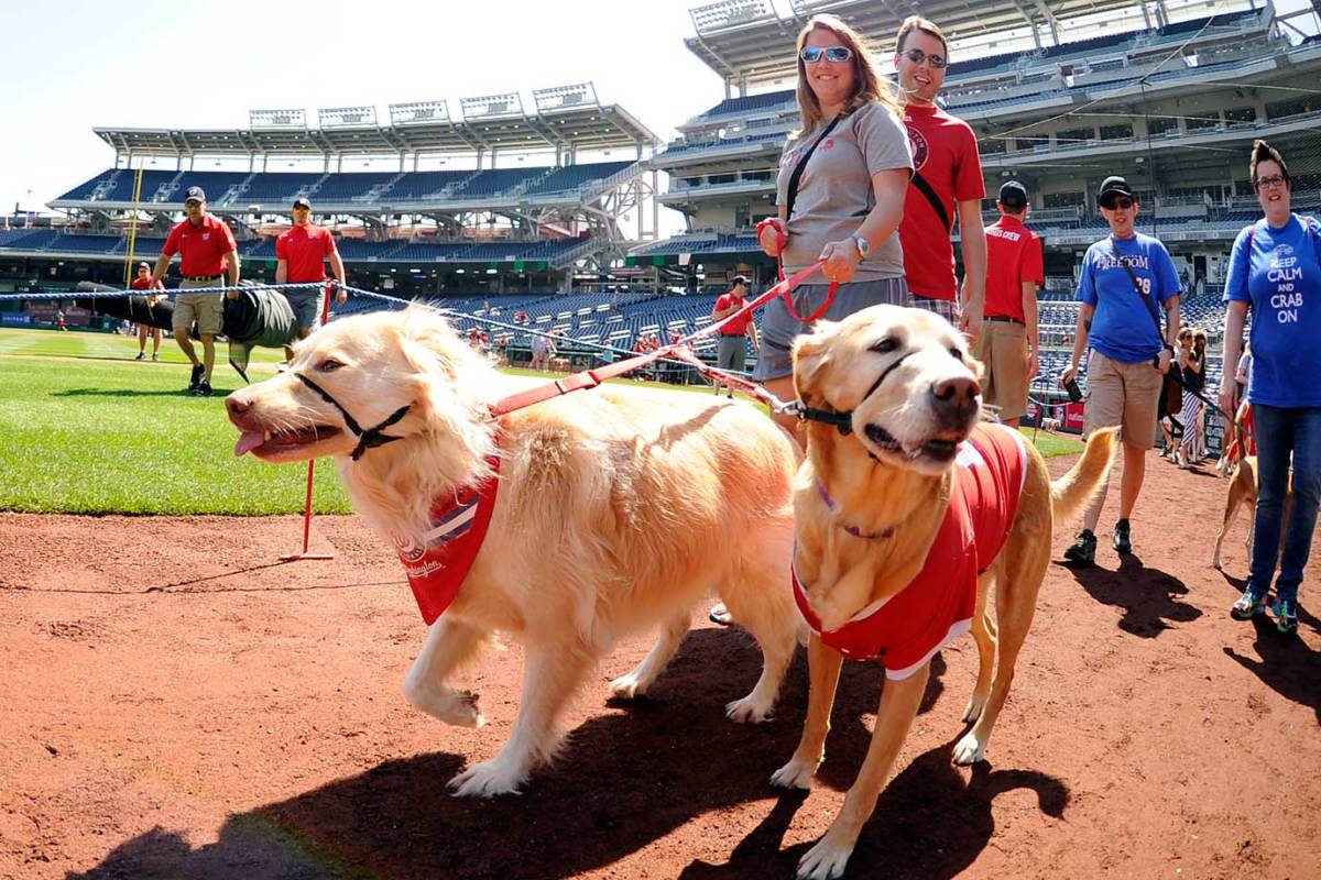 Washington-Nationals-dogs-470207178.jpg