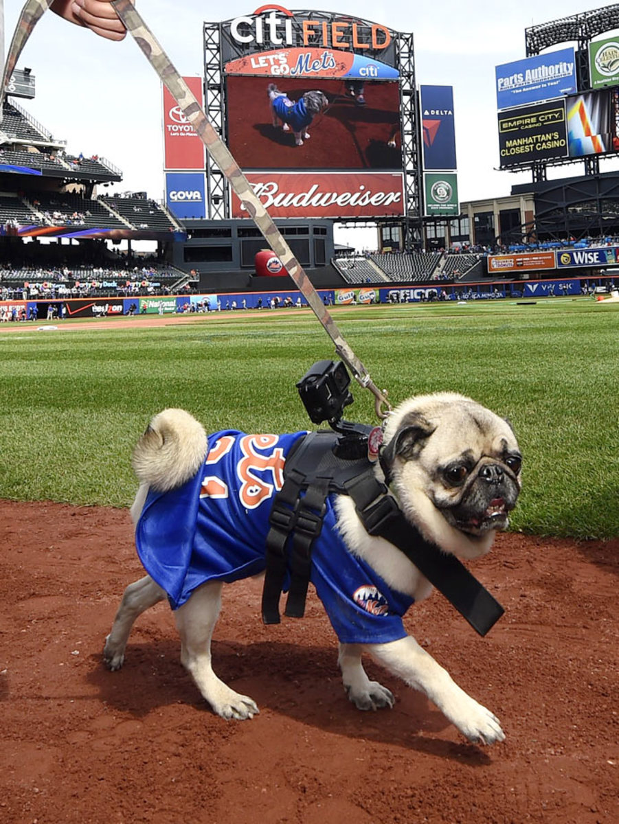 New-York-Mets-dog-a5fe22d8df9f4edcba7ad2ccacf73d53-0.jpg