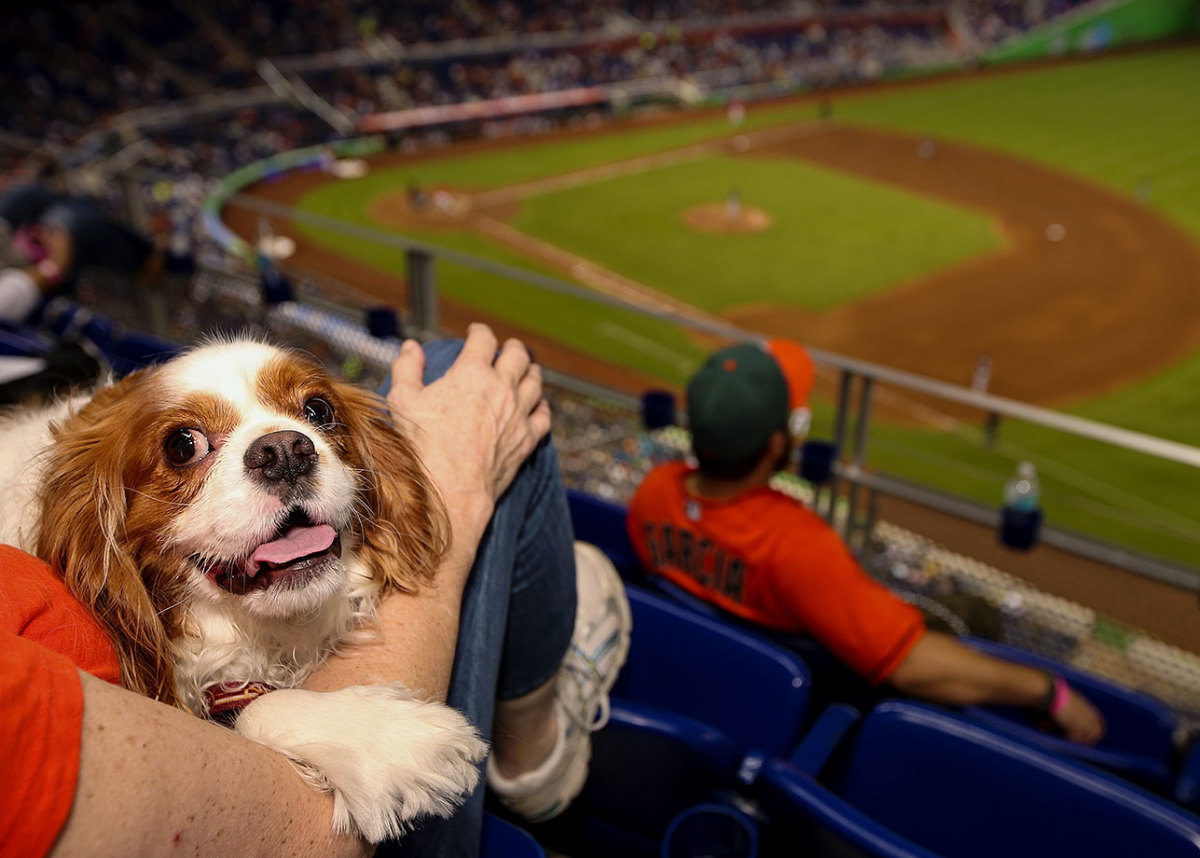 Miami-Marlins-dog-GettyImages-483728220_master.jpg