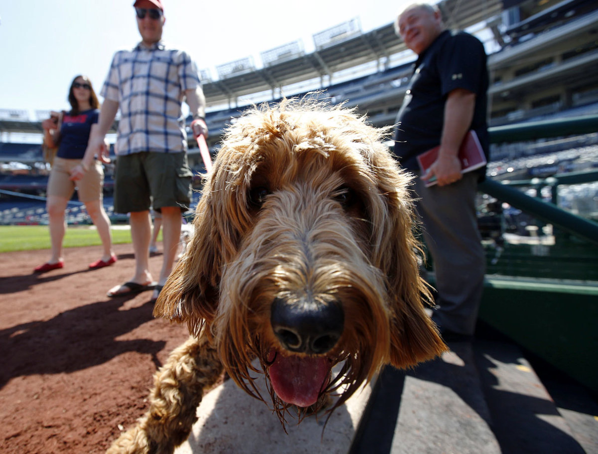 Washington-Nationals-dog-f9ac8f049e85407fad92c91f003c4321-0.jpg