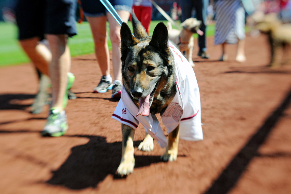 Washington-Nationals-dog-749150418014_Phillies_at_Nationals.jpg