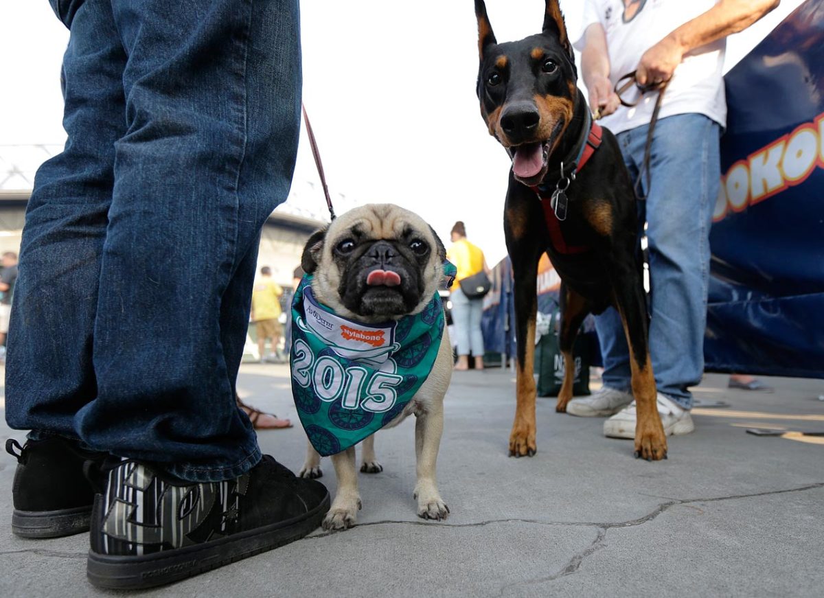 Seattle-Mariners-dogs-d49cceb01f3748f18d048eeb62fb63a3-0.jpg