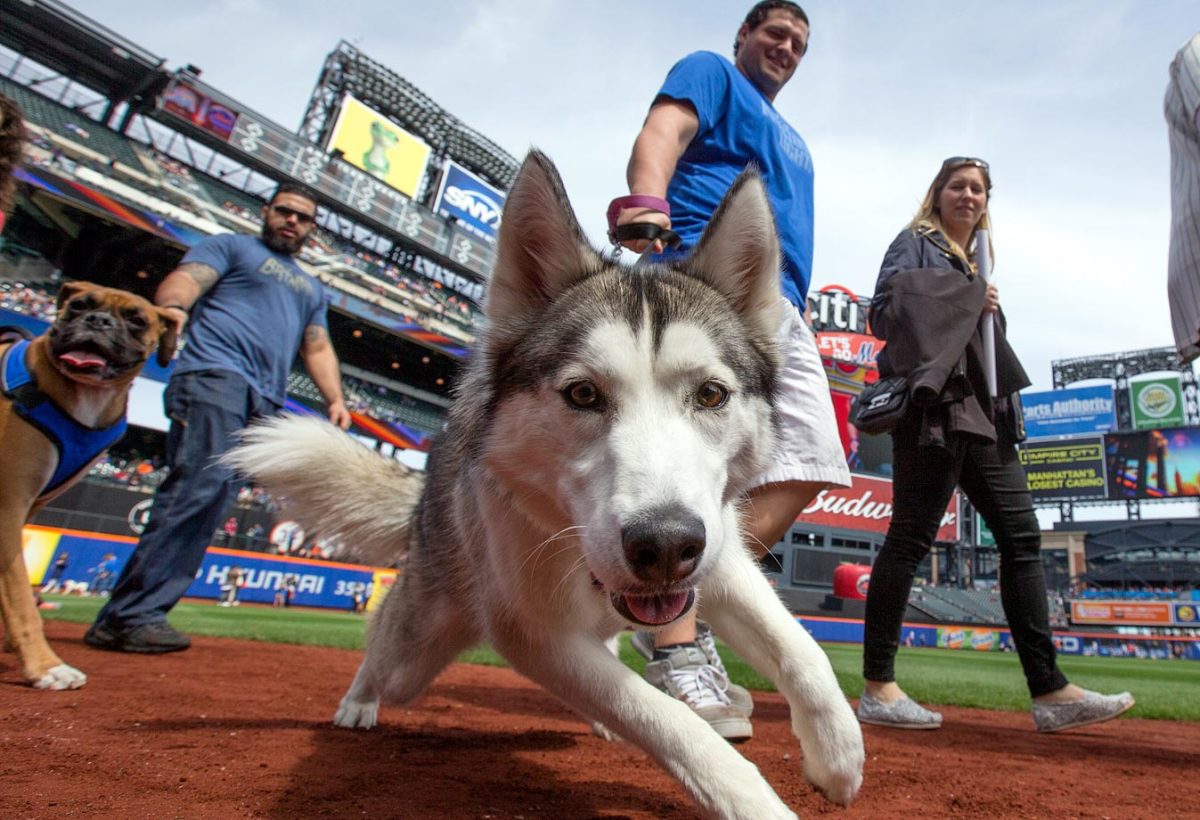 New-York-Mets-dogs-GettyImages-471543414_master.jpg
