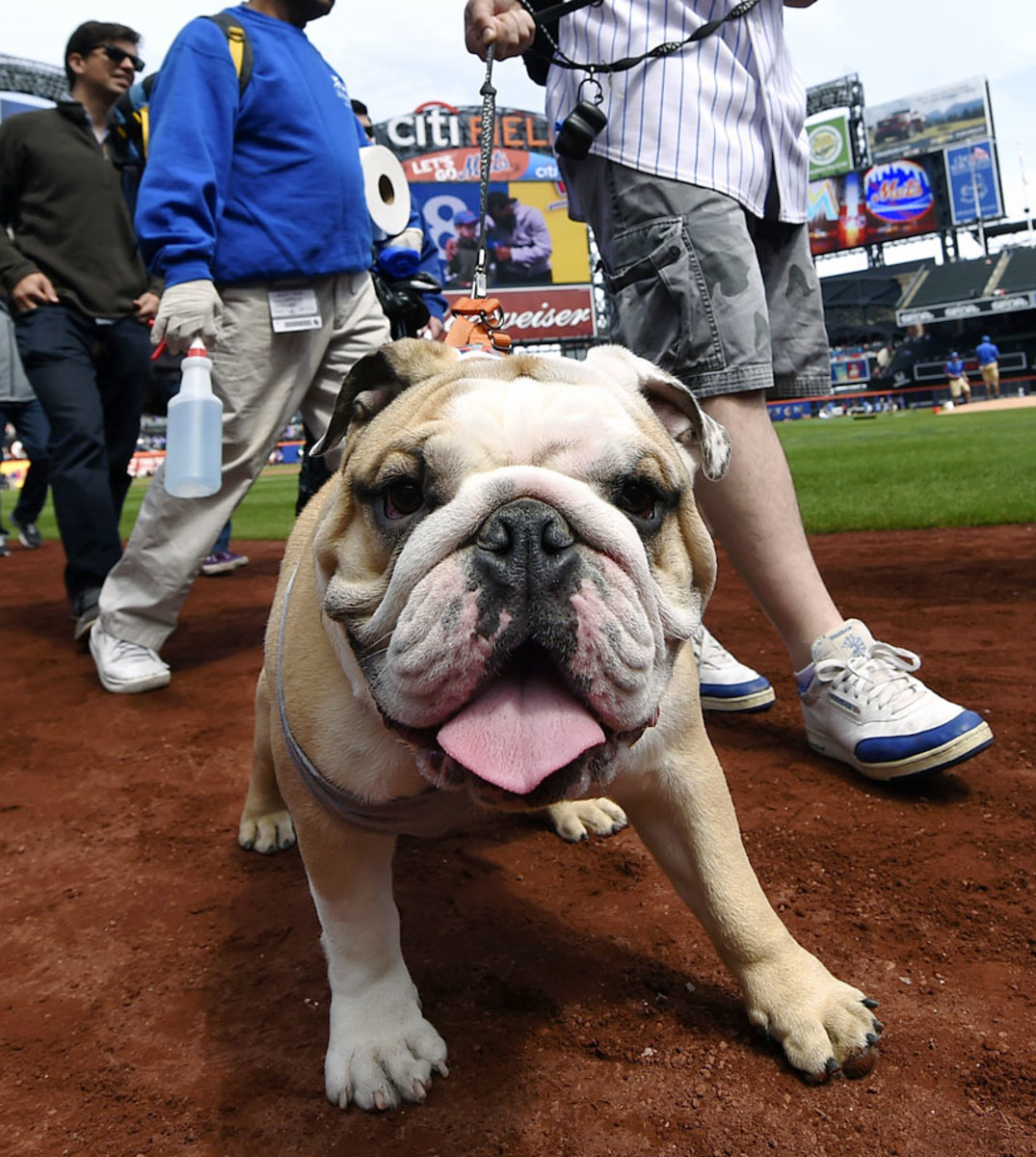 New-York-Mets-dog-77c3b0a2fad64e19a5784c079531bd82-0.jpg